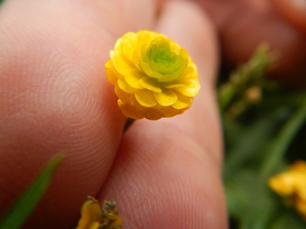 小さな花