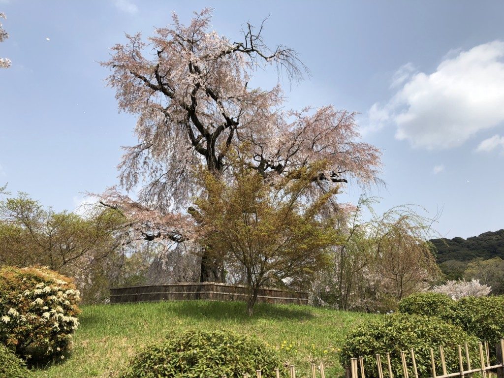 円山公園の枝垂れ桜