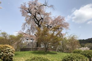 円山公園の枝垂れ桜