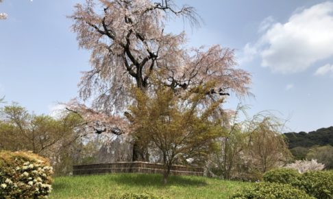 円山公園の枝垂れ桜