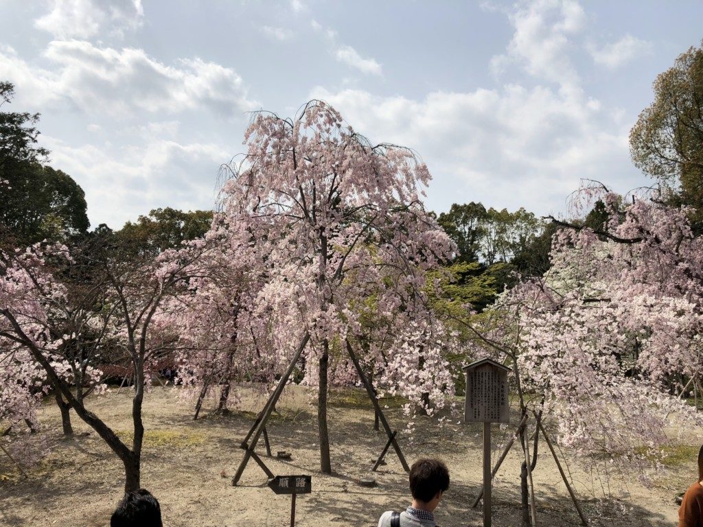 八重桜枝垂れ桜