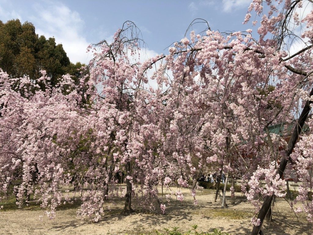 平安神宮の枝垂れ桜