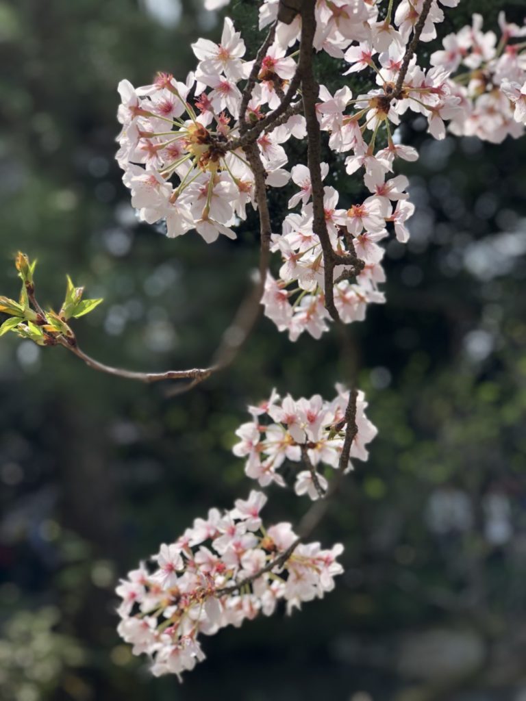 桜