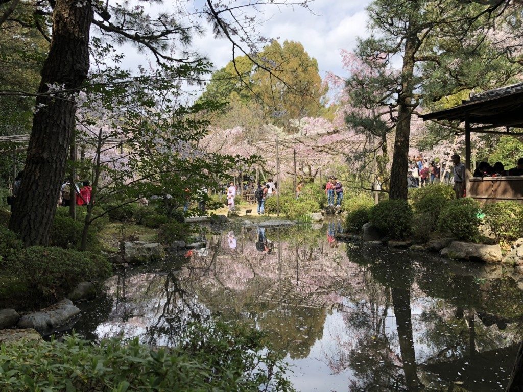 水面に写る桜