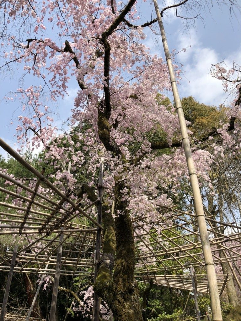 枝垂れ桜に添えられる竹