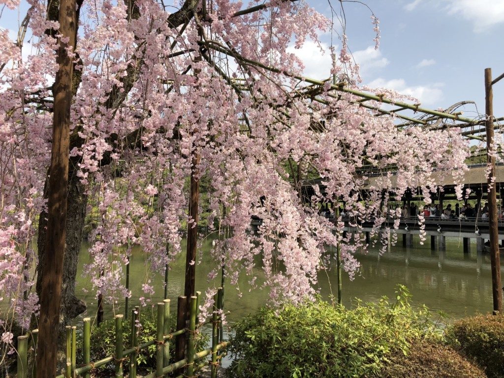 神苑の桜