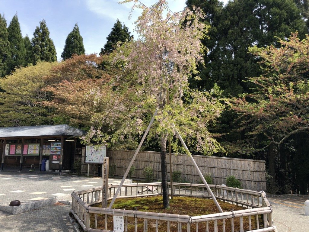 枝垂れ桜