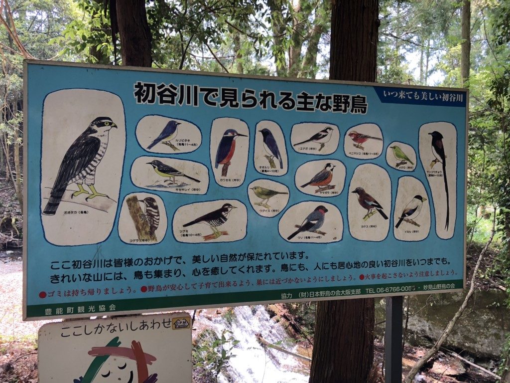 初谷側の野鳥