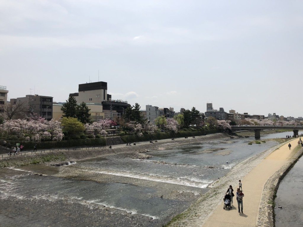 鴨川の桜