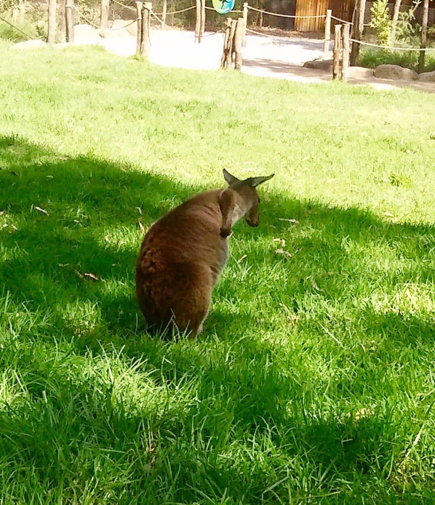 カンガルー