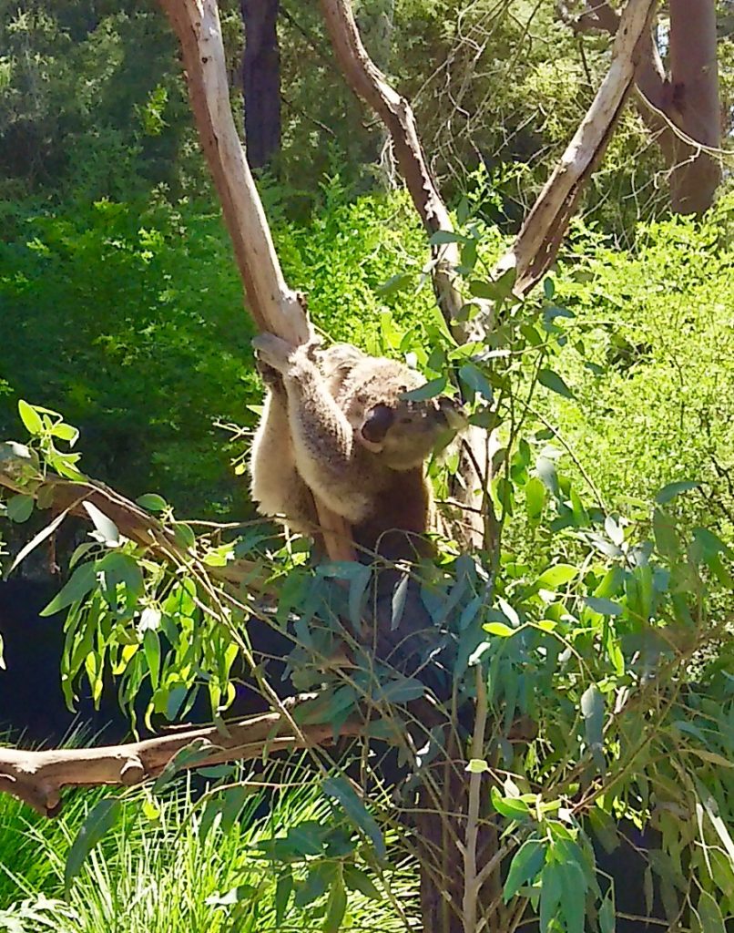 メルボルン近郊 三大動物園をゆく オーストラリア固有種と出会う旅 旅blog