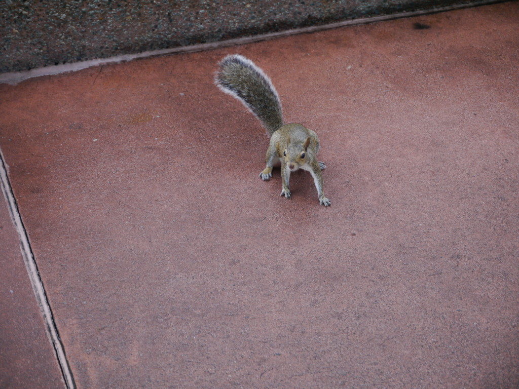 野生のリス