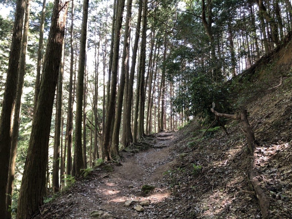 木陰