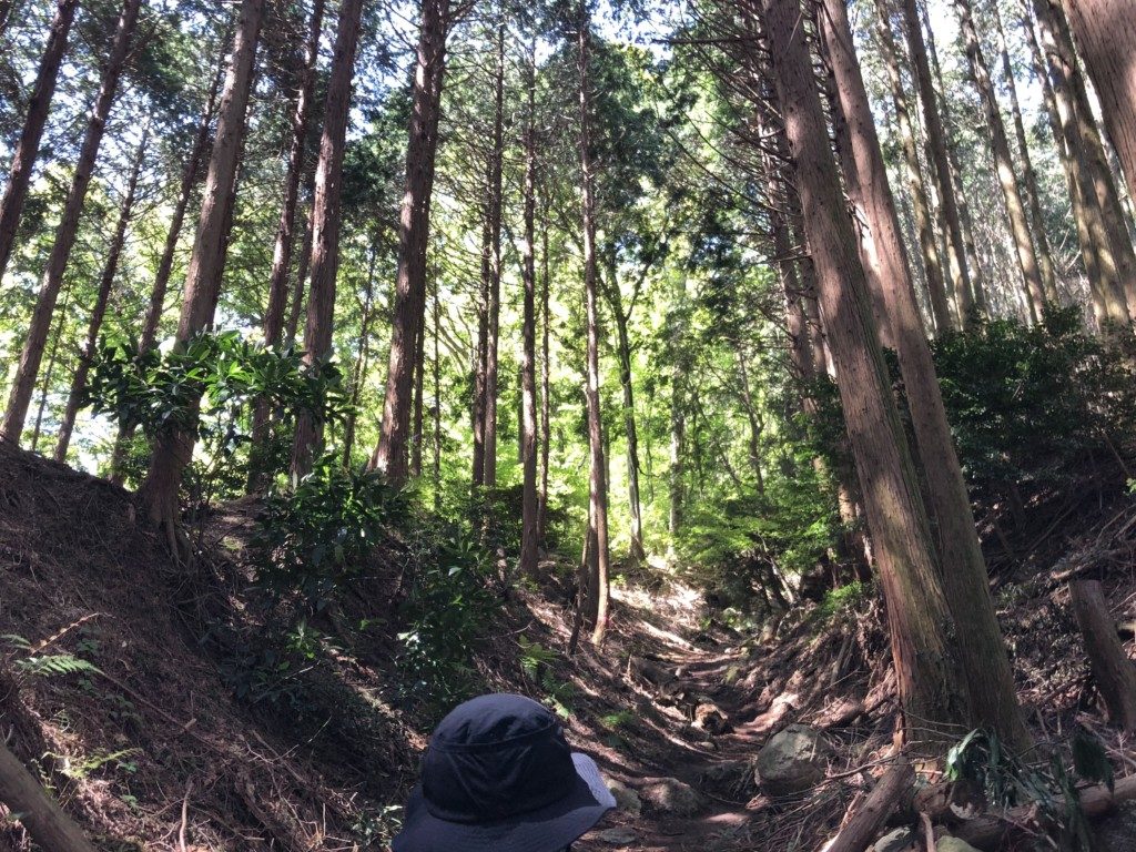 緑のトンネル
