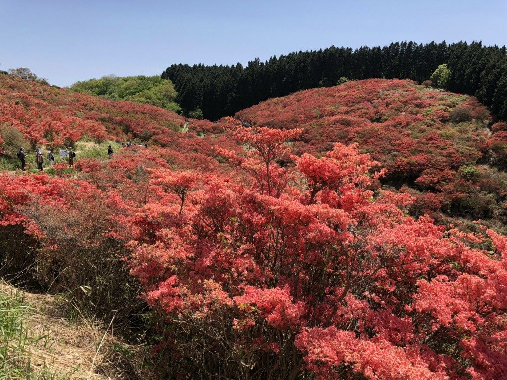 葛城山のツツジその2