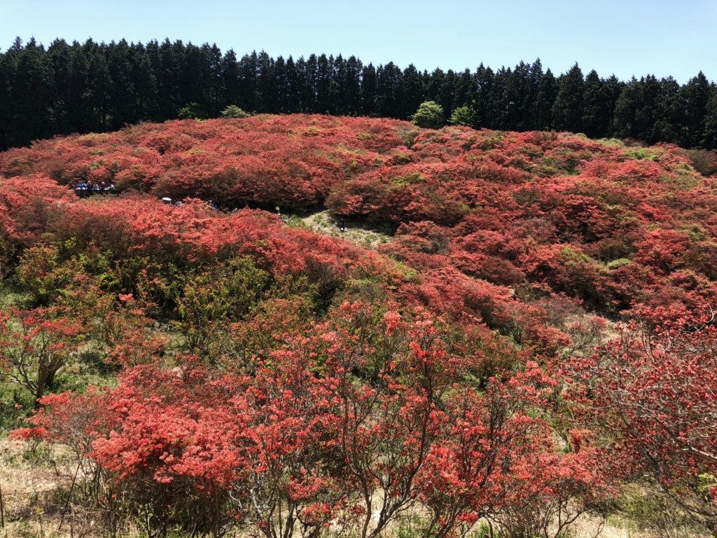 葛城山のツツジその4