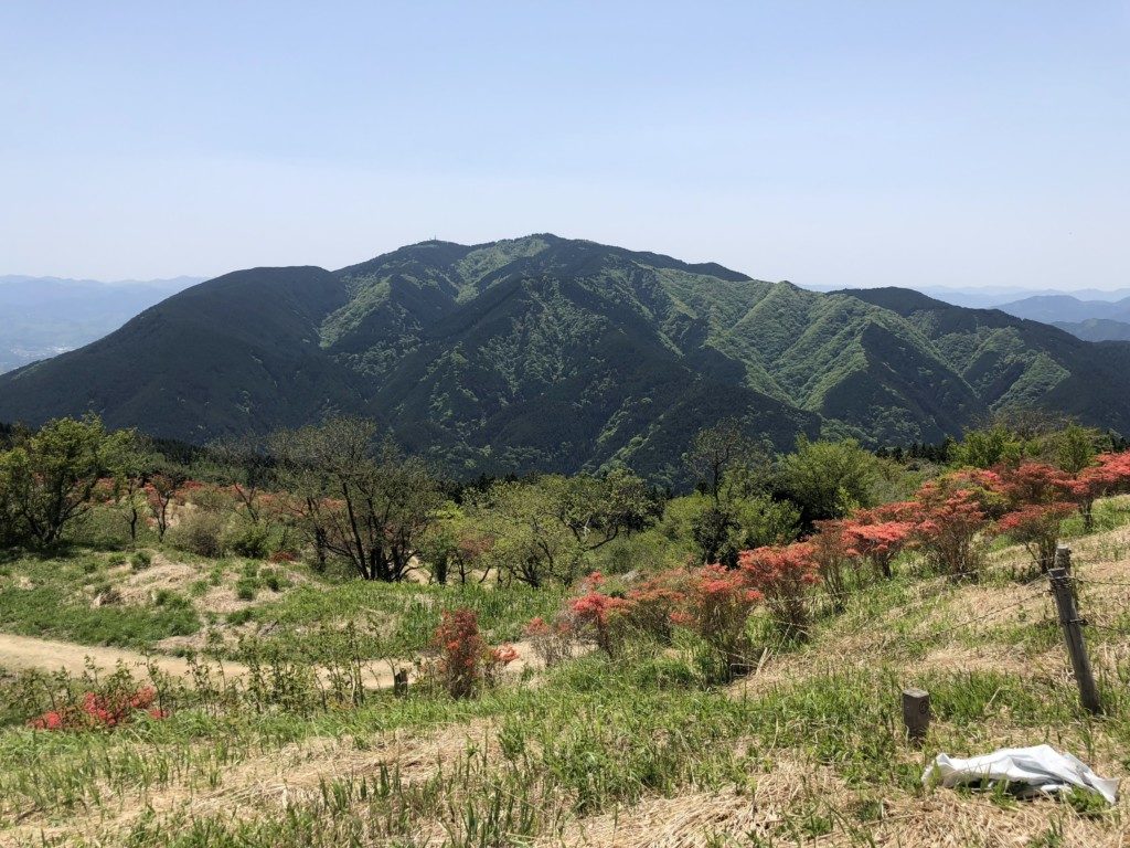 ツツジと金剛山