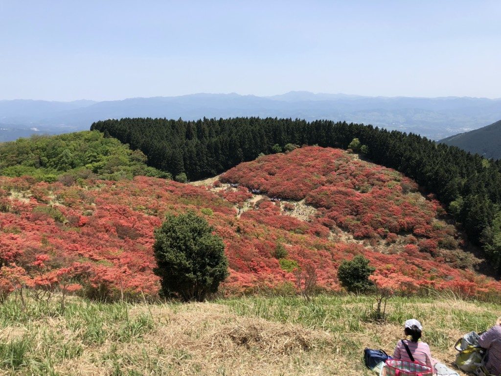葛城山のツツジその5