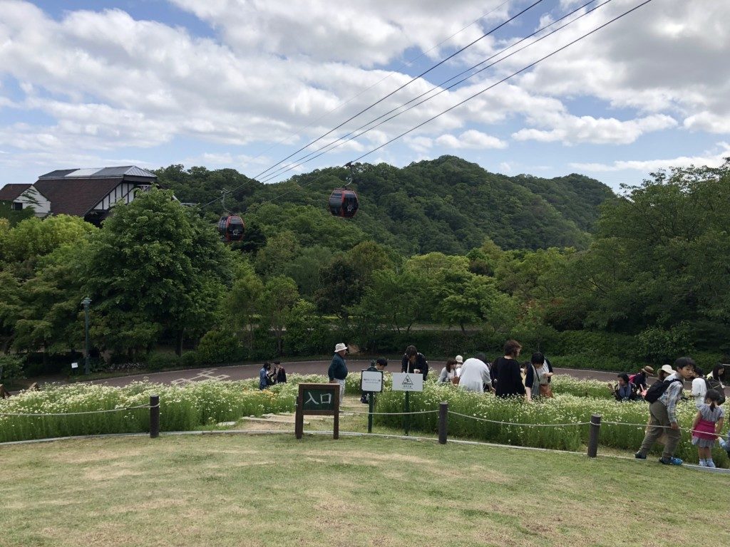 カモミール摘み取り体験