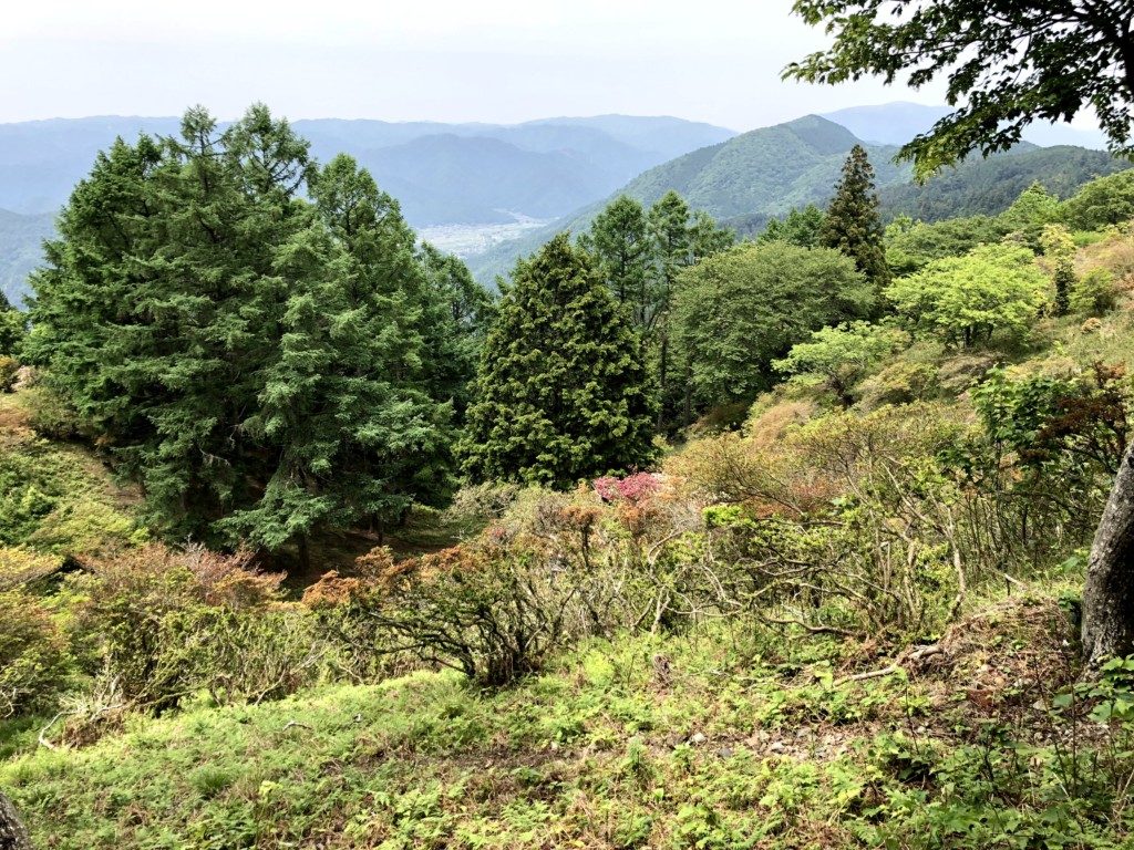 梅