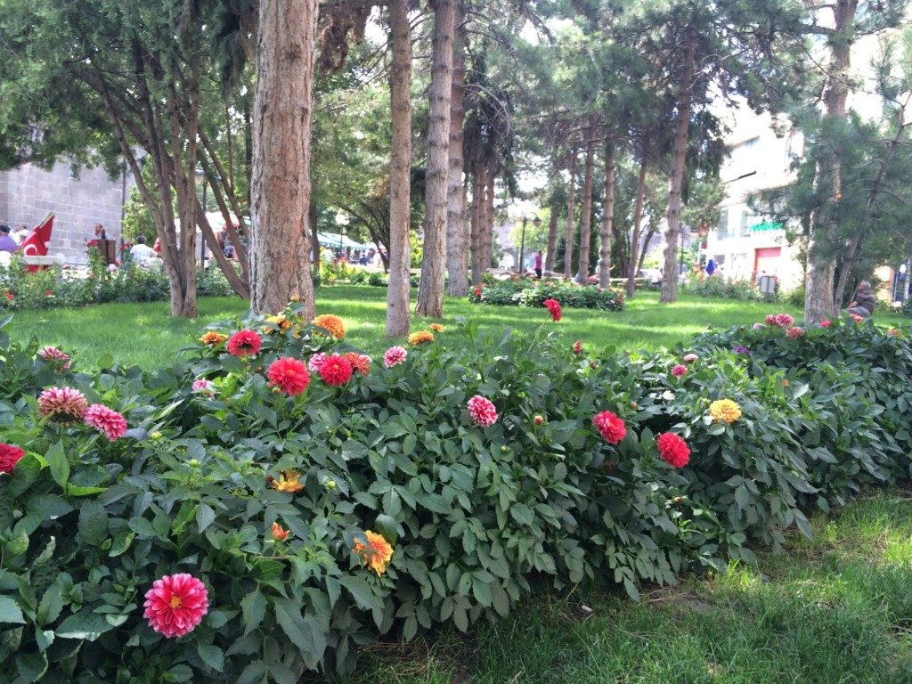 公園の花