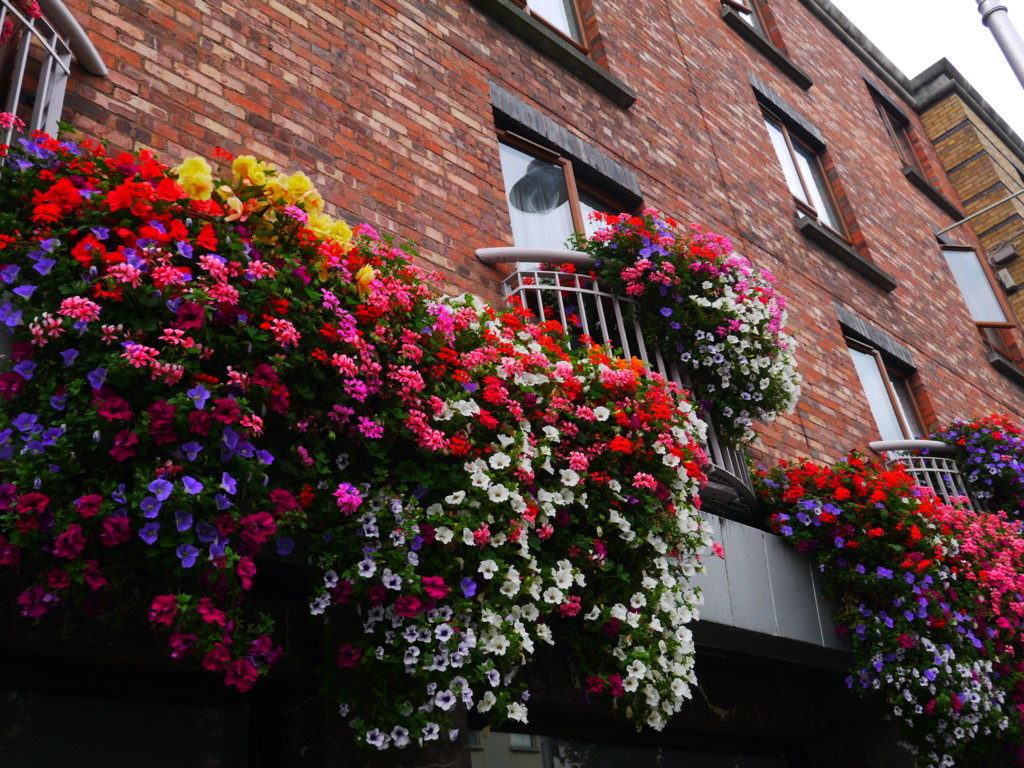 アイルランドのカラフルなお花