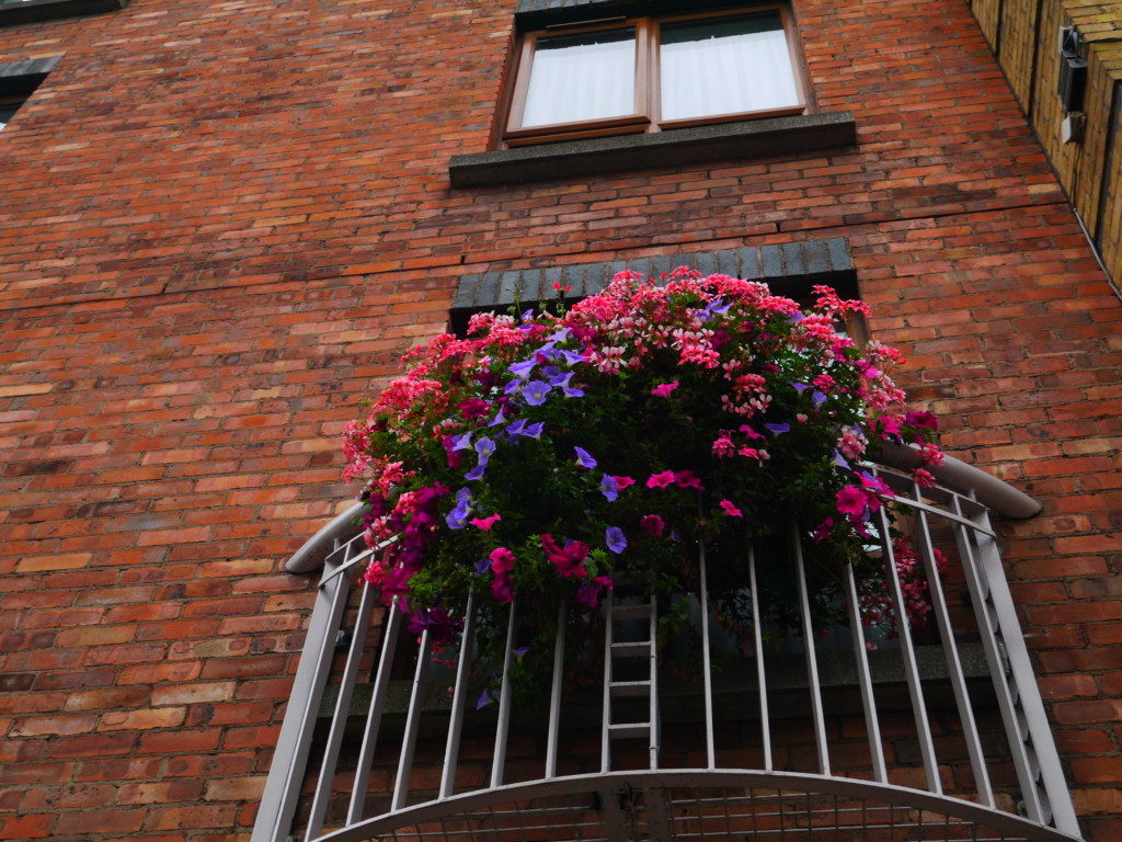 アイルランドのカラフルなお花