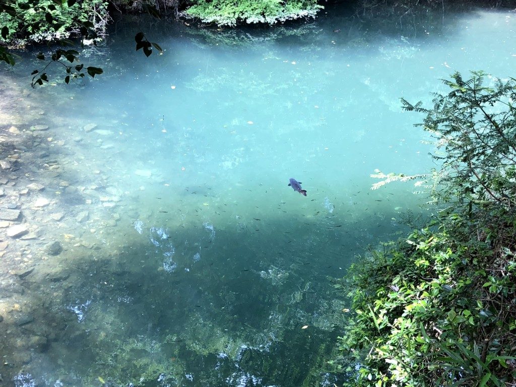 池の巨大魚