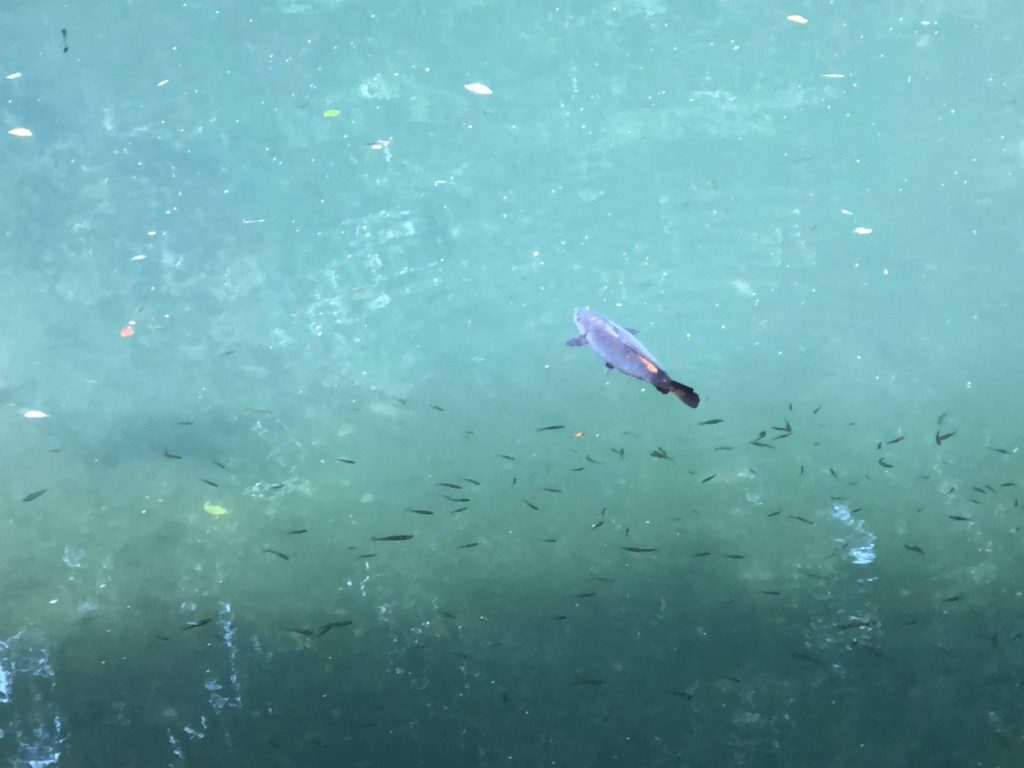 池の巨大魚アップ