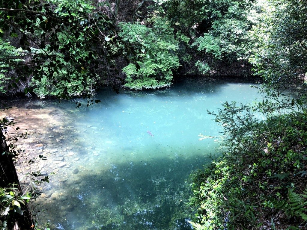 池の巨大魚その3