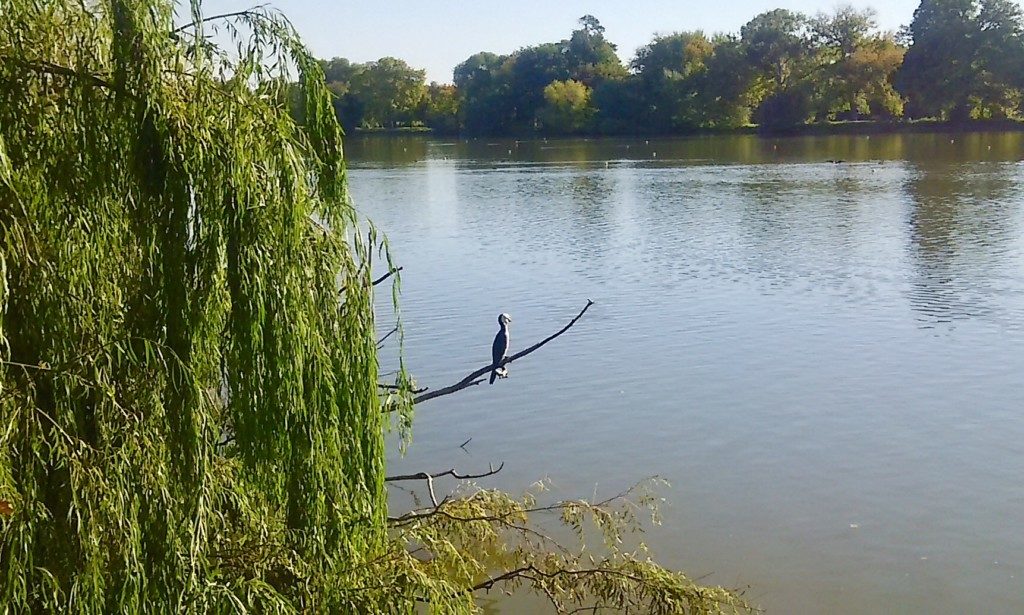 Lake Weeroona