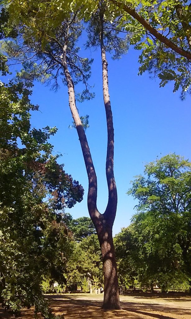 ボタニカル・ガーデン(Castlemaine Botanical Gardens)