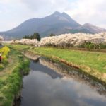 桜と菜の花に彩られた由布院