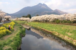 桜と菜の花に彩られた由布院