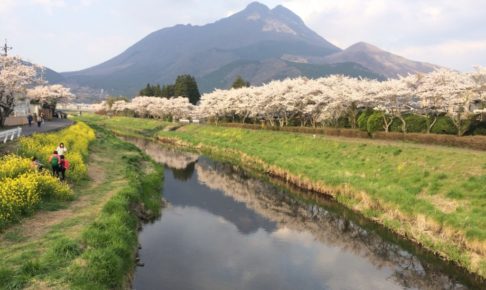 桜と菜の花に彩られた由布院