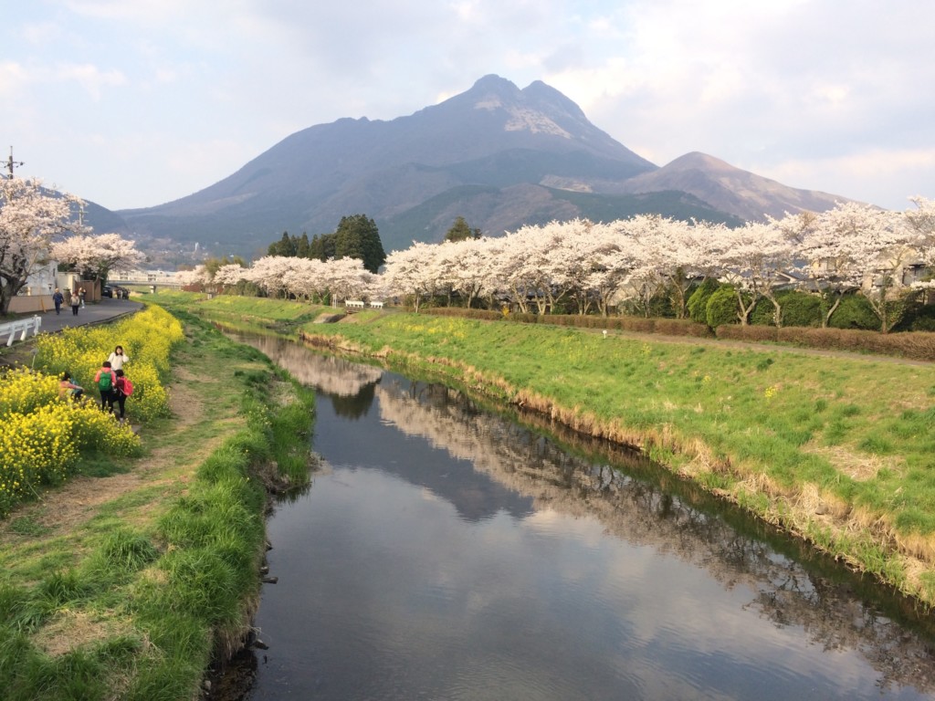 桜と菜の花に彩られた由布院