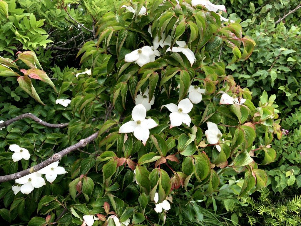 高山植物