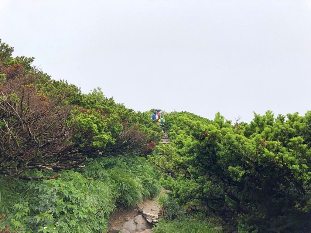 変わる植生