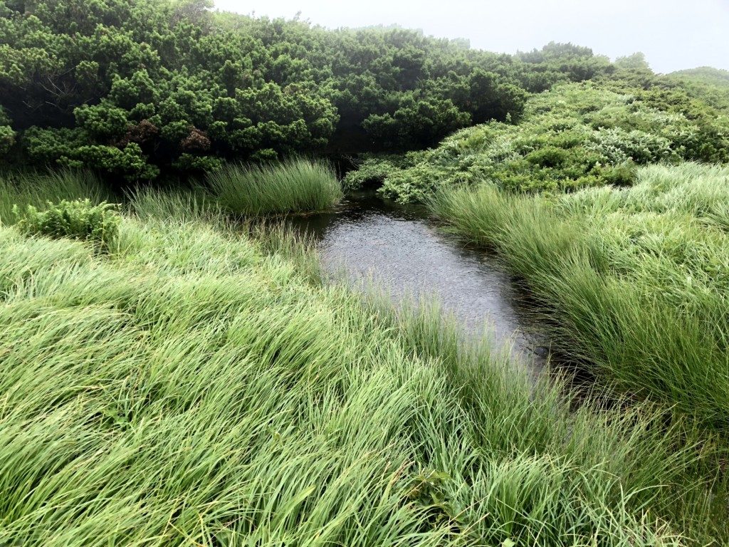 池