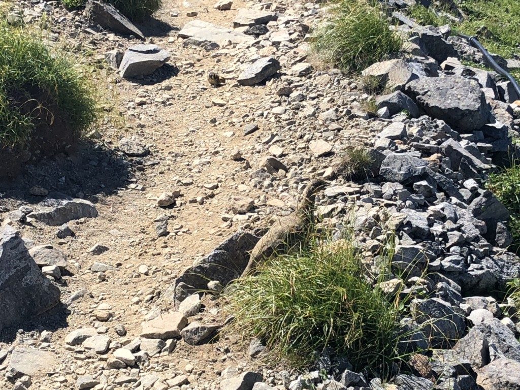家族連れのライチョウ