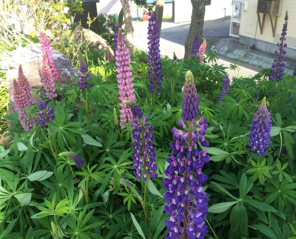 礼文島の花