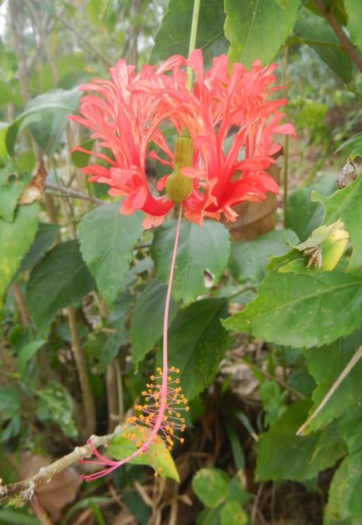 独特な姿の花