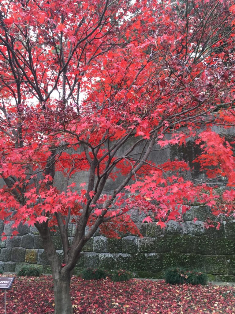 紅葉の景色