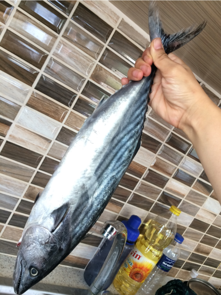 新鮮な魚