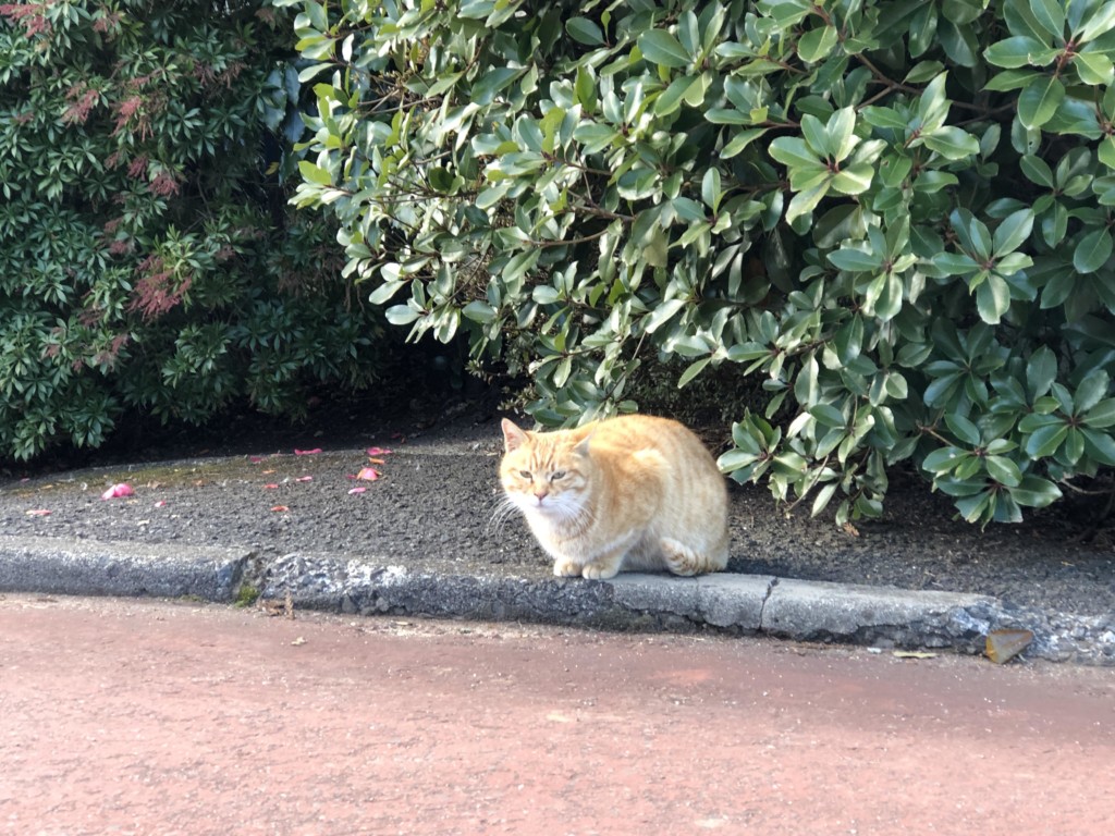 ねこ