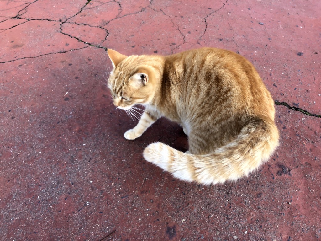 茶色いねこちゃん