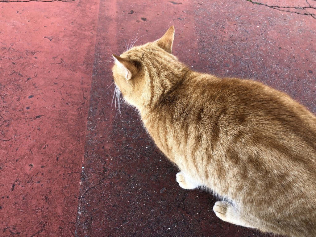 餌