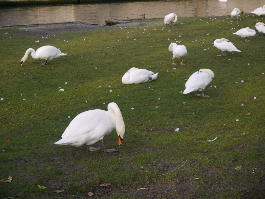 愛の湖公園の名物の白鳥