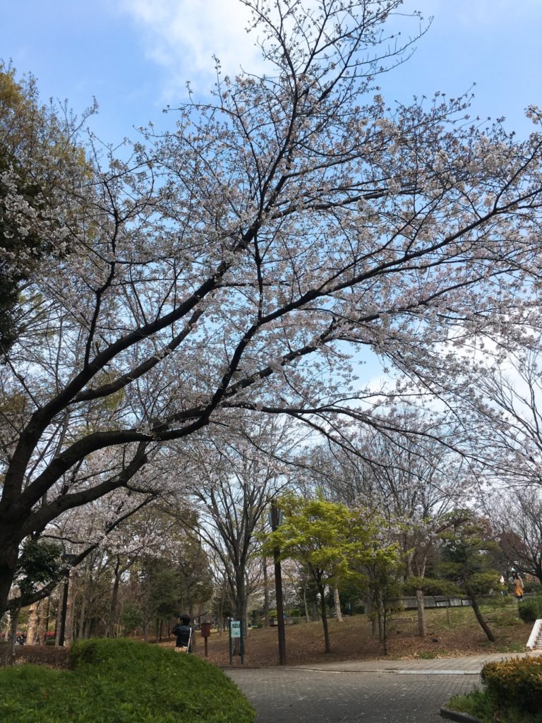 入口の桜