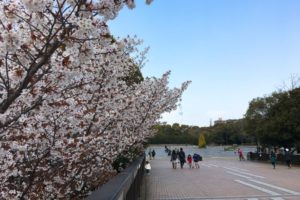 桜とスカイツリー